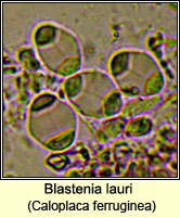 Blastenia lauri (Caloplaca ferruginea)