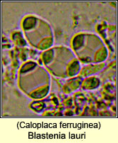 Caloplaca ferruginea, spores