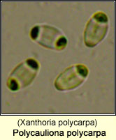 Polycauliona polycarpa (Xanthoria polycarpa)
