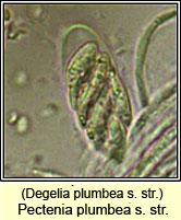 Degelia plumbea