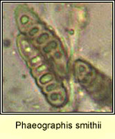 Phaeographis smithii