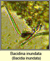 Bacidina inundata (Bacidia inundata)