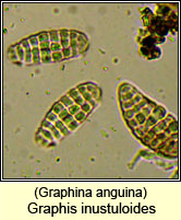 Graphis inustuloides (Graphina anguina)