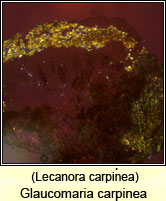 Glaucomaria carpinea, Lecanora carpinea