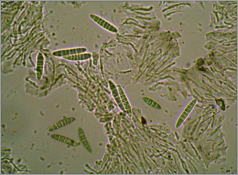 Micarea lignaria var lignaria