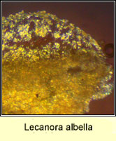 Lecanora albella