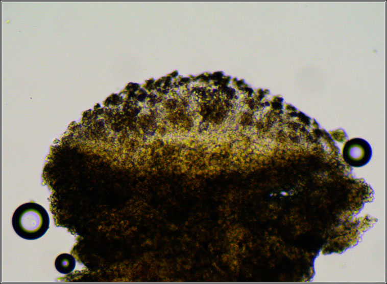 Lecanora albella