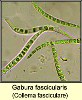 Gabura fascicularis, Collema fasciculare