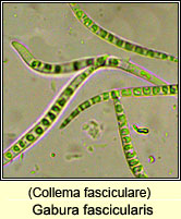 Arctomia fascicularis, Collema fasciculare
