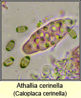 Athallia cerinella, Caloplaca cerinella