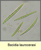 Bacidia laurocerasi