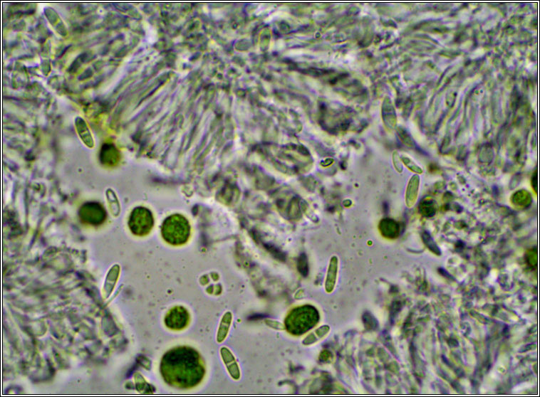 Lecania cyrtella