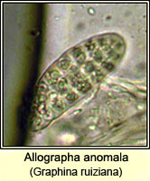Allographa anomala (Graphina ruiziana)