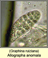 Allographa anomala (Graphina ruiziana)