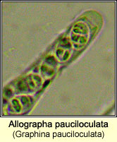 Allographa pauciloculata (Graphina pauciloculata)