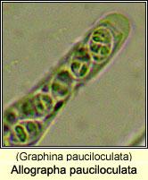 Allographa pauciloculata (Graphina pauciloculata)