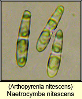 Naetrocymbe nitescens, Arthopyrenia nitescens