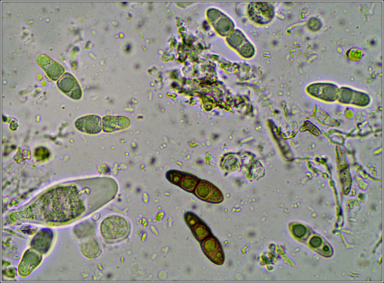Mycoporum antecellens
