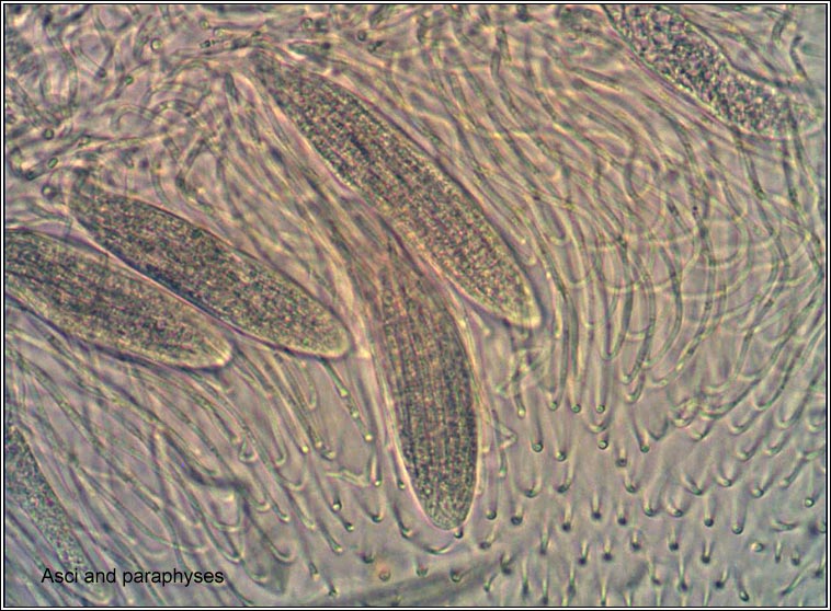 Pachyphiale carneola