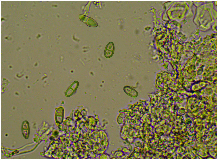 Catinaria atropurpurea