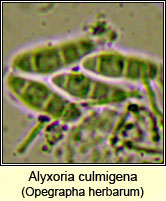 Alyxoria culmigena (Opegrapha herbarum)