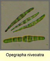 Opegrapha niveoatra