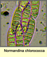 Normandina chlorococca