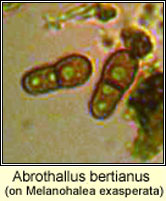Abrothallus bertianus on Melanohalea exasperata