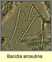Bacidia arceutina