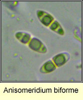 Anisomeridium biforme