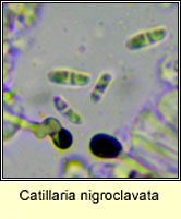Catillaria nigroclavata, ascospore