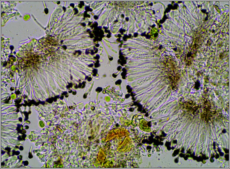 Catillaria nigroclavata