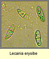 Lecania erysibe