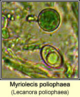 Lecanora poliophaea, spore