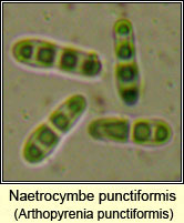 Naetrocymbe punctiformis, Arthopyrenia punctiformis