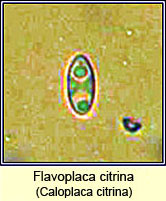 Flavoplaca citrina, Caloplaca citrina