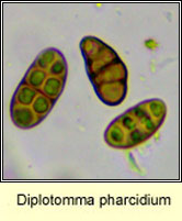Diplotomma pharcidium