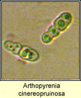 Arthopyrenia cinereopruinosa