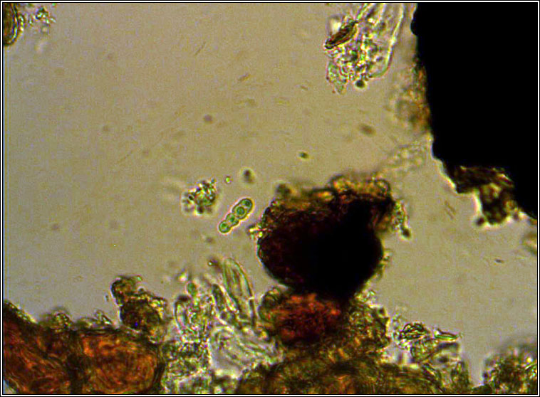 Arthopyrenia cinereopruinosa