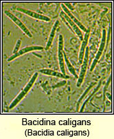 Bacidina caligans (Bacidia caligans)