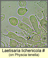 Laetisaria lichenicola (on Physcia tenella)