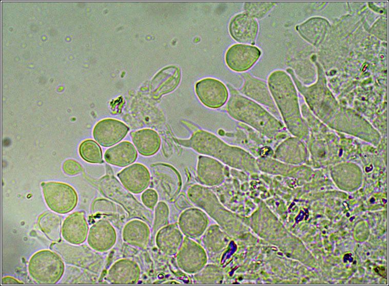 Laetisaria lichenicola