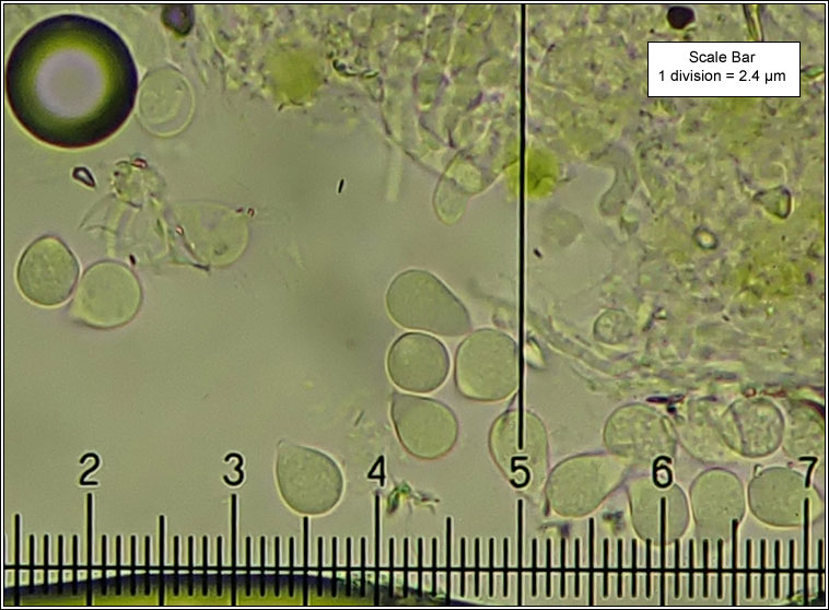 Laetisaria lichenicola