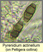 Pyrenidium actinellum on Peltigera