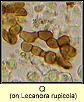 Q on Lecanora rupicola