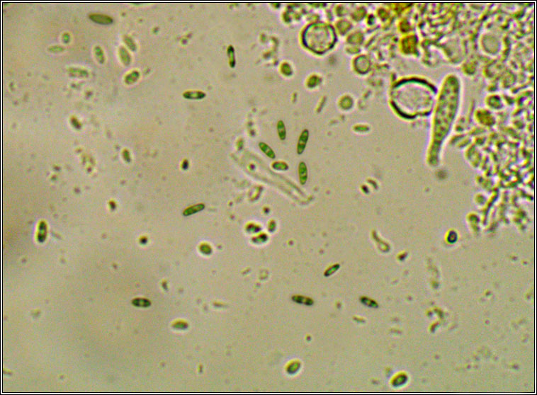 Unguiculariopsis thallophila