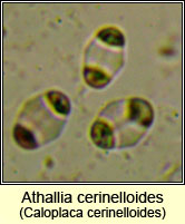 Athallia cerinelloides, Caloplaca cerinelloides