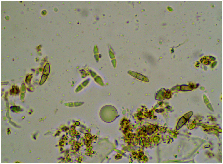 Anisomeridium viridescens