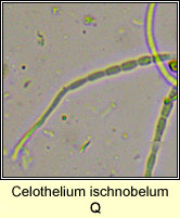 Celothelium ischnobelum