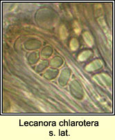 Lecanora chlarotera sens lat